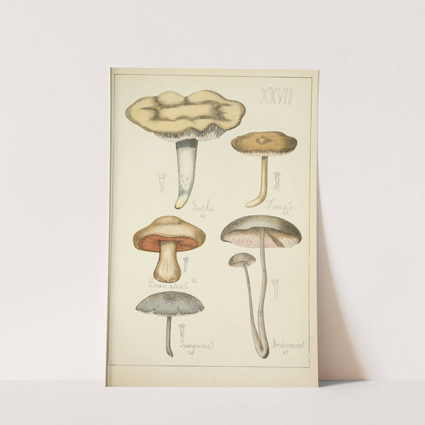 Histoire naturelle des champignons Pl.27 by Guillaume Sicard