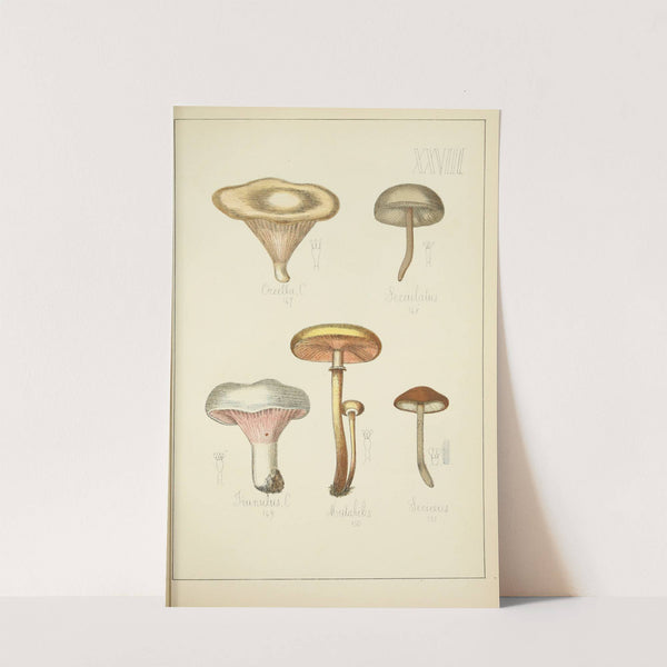 Histoire naturelle des champignons Pl.28 by Guillaume Sicard