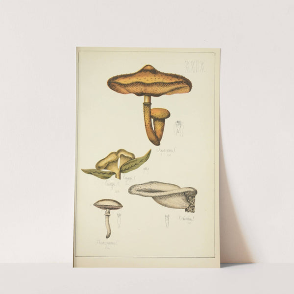 Histoire naturelle des champignons Pl.29 by Guillaume Sicard