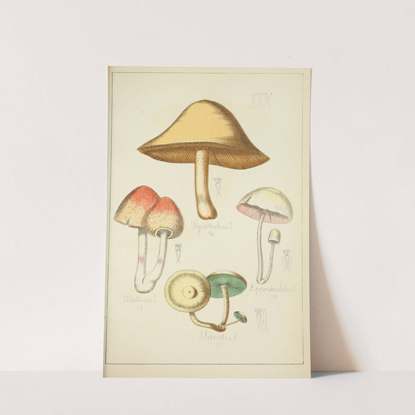Histoire naturelle des champignons Pl.30 by Guillaume Sicard