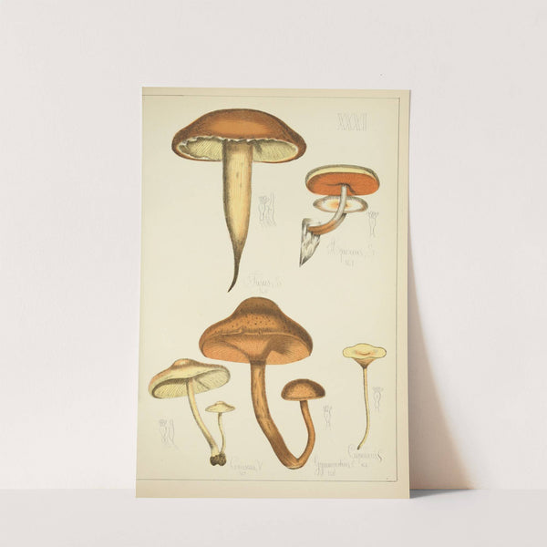 Histoire naturelle des champignons Pl.31 by Guillaume Sicard