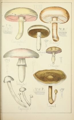 Histoire naturelle des champignons Pl.32