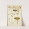 Histoire naturelle des champignons Pl.32 by Guillaume Sicard