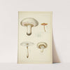 Histoire naturelle des champignons Pl.33 by Guillaume Sicard