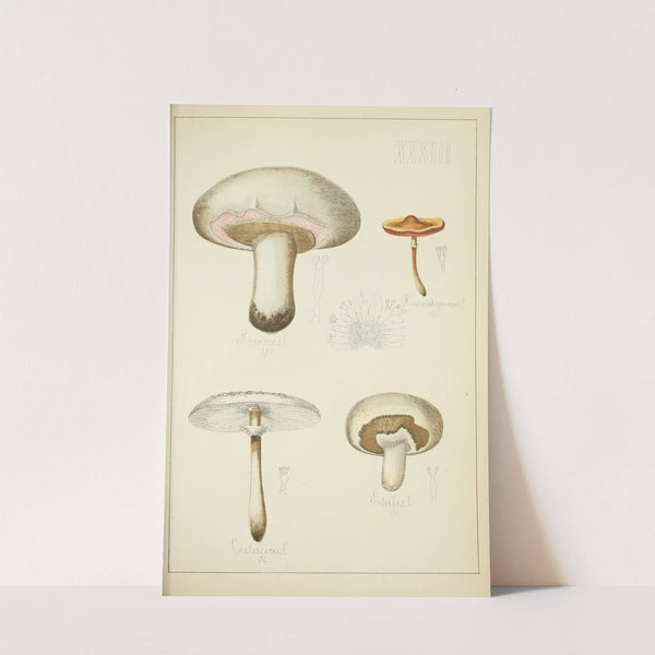 Histoire naturelle des champignons Pl.33 by Guillaume Sicard