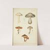Histoire naturelle des champignons Pl.36 by Guillaume Sicard