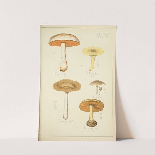 Histoire naturelle des champignons Pl.37 by Guillaume Sicard