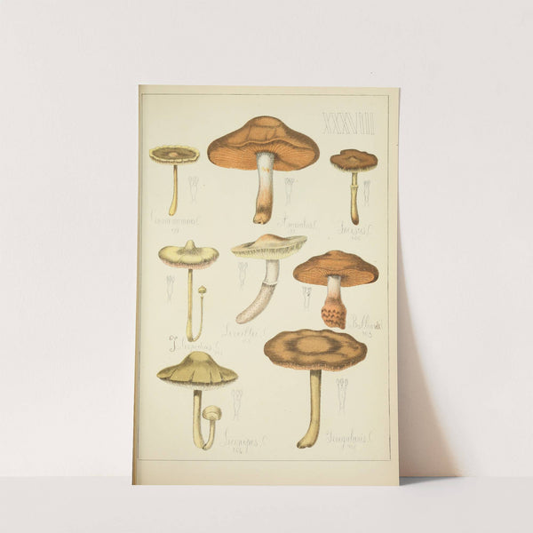 Histoire naturelle des champignons Pl.38 by Guillaume Sicard