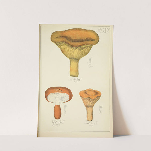 Histoire naturelle des champignons Pl.39 by Guillaume Sicard