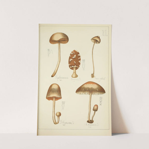 Histoire naturelle des champignons Pl.40 by Guillaume Sicard