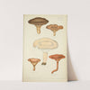 Histoire naturelle des champignons Pl.43 by Guillaume Sicard
