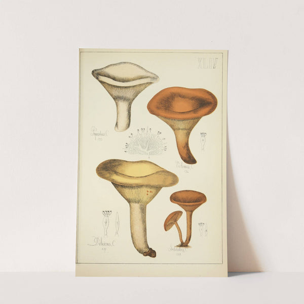 Histoire naturelle des champignons Pl.44 by Guillaume Sicard