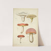 Histoire naturelle des champignons Pl.45 by Guillaume Sicard