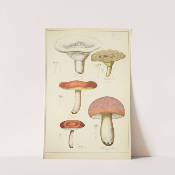 Histoire naturelle des champignons Pl.45 by Guillaume Sicard
