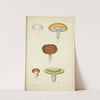 Histoire naturelle des champignons Pl.46 by Guillaume Sicard