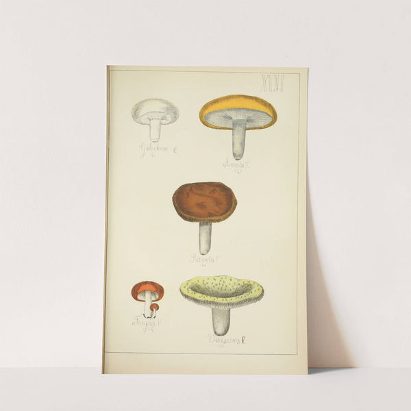 Histoire naturelle des champignons Pl.46 by Guillaume Sicard