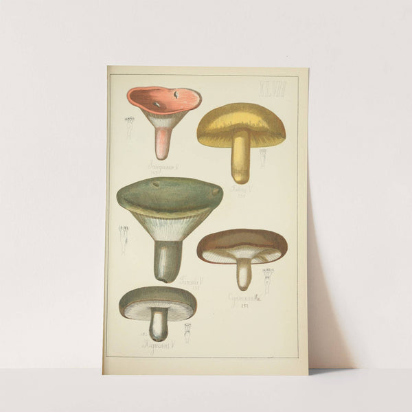 Histoire naturelle des champignons Pl.47 by Guillaume Sicard