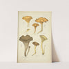 Histoire naturelle des champignons Pl.48 by Guillaume Sicard