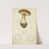 Histoire naturelle des champignons Pl.50 by Guillaume Sicard