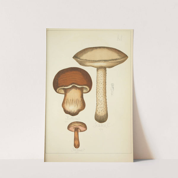 Histoire naturelle des champignons Pl.51 by Guillaume Sicard