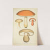 Histoire naturelle des champignons Pl.52 by Guillaume Sicard