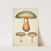 Histoire naturelle des champignons Pl.53 by Guillaume Sicard
