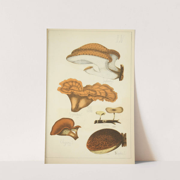 Histoire naturelle des champignons Pl.55 by Guillaume Sicard