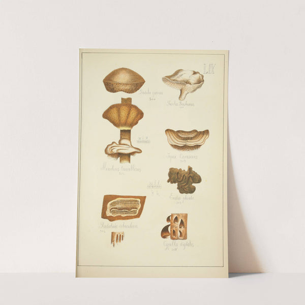 Histoire naturelle des champignons Pl.59 by Guillaume Sicard