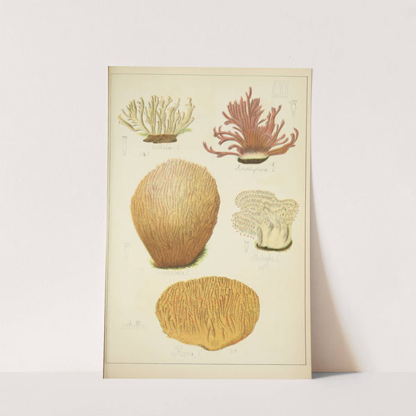 Histoire naturelle des champignons Pl.61 by Guillaume Sicard