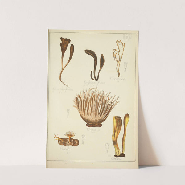 Histoire naturelle des champignons Pl.62 by Guillaume Sicard