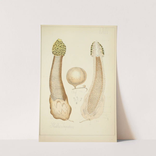 Histoire naturelle des champignons Pl.64 (1883) by Guillaume Sicard