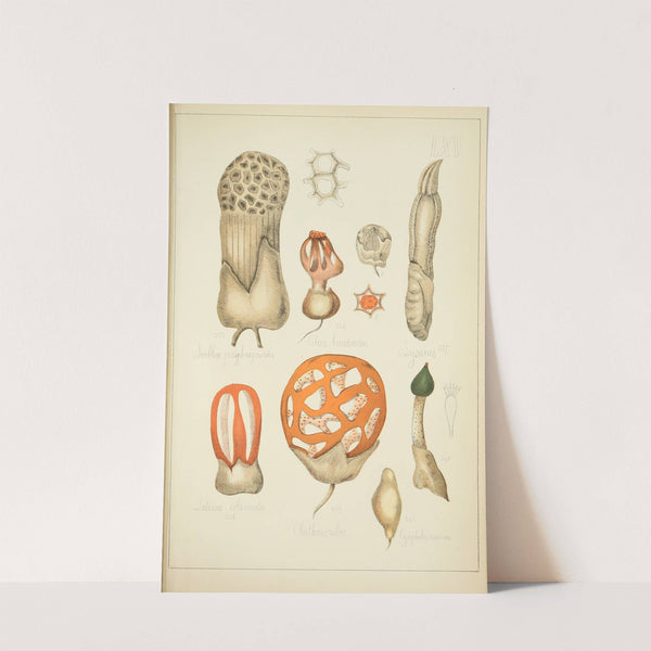 Histoire naturelle des champignons Pl.65 (1883) by Guillaume Sicard