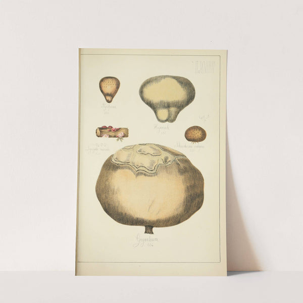 Histoire naturelle des champignons Pl.67 (1883) by Guillaume Sicard