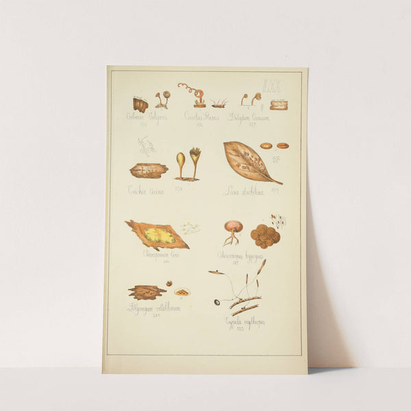 Histoire naturelle des champignons Pl.70 (1883) by Guillaume Sicard