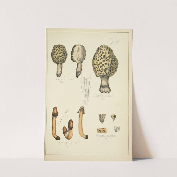 Histoire naturelle des champignons Pl.71 (1883) by Guillaume Sicard