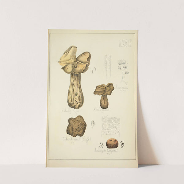 Histoire naturelle des champignons Pl.72 (1883) by Guillaume Sicard