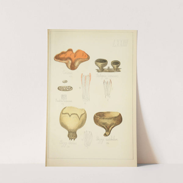 Histoire naturelle des champignons Pl.73 (1883) by Guillaume Sicard