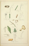 Histoire naturelle des champignons Pl.74