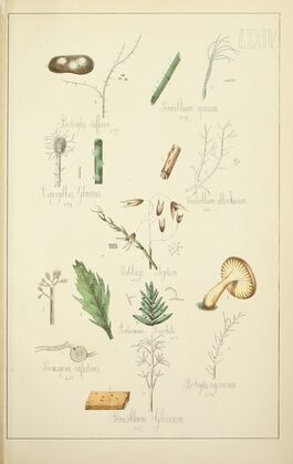 Histoire naturelle des champignons Pl.74