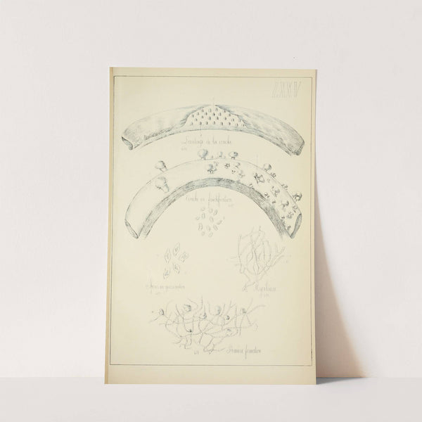 Histoire naturelle des champignons Pl.75 by Guillaume Sicard