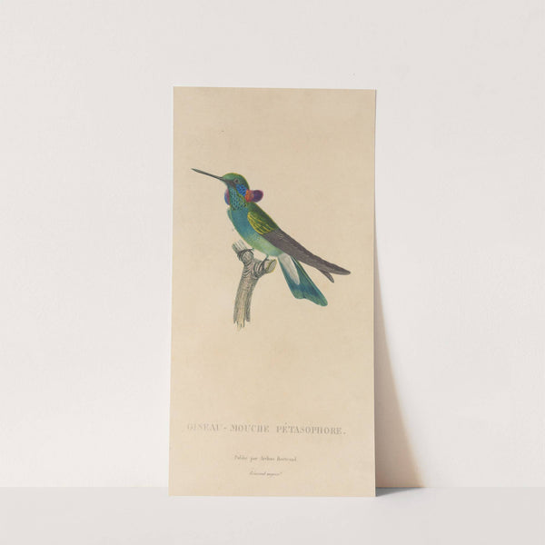 Histoire naturelle des oiseaux-mouches Pl.01 by René-Primevère Lesson