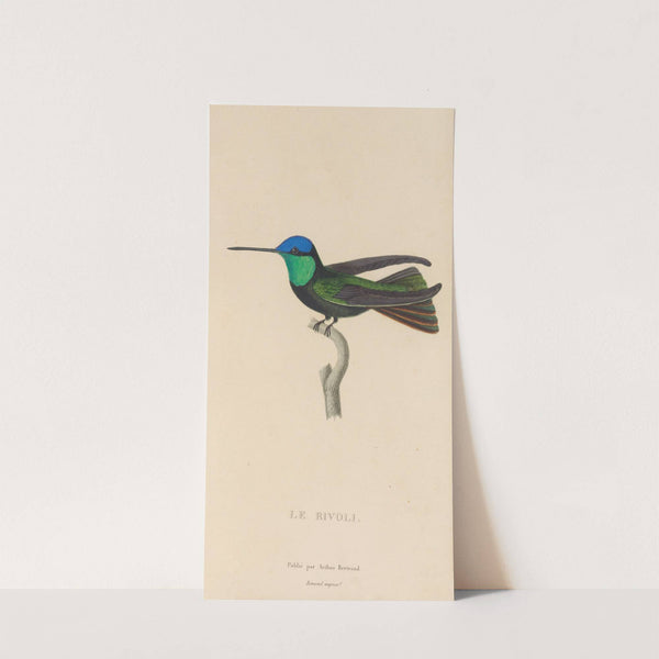 Histoire naturelle des oiseaux-mouches Pl.04 by René-Primevère Lesson