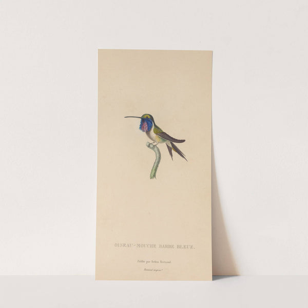 Histoire naturelle des oiseaux-mouches Pl.05 by René-Primevère Lesson