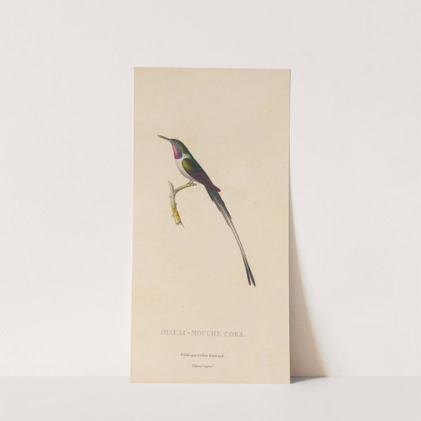 Histoire naturelle des oiseaux-mouches Pl.06 by René-Primevère Lesson