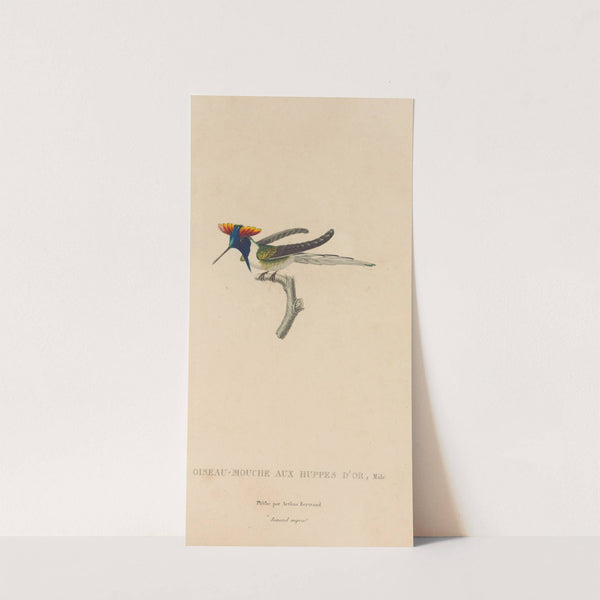 Histoire naturelle des oiseaux-mouches Pl.07 by René-Primevère Lesson