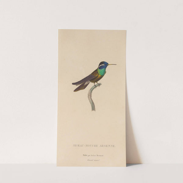 Histoire naturelle des oiseaux-mouches Pl.09 by René-Primevère Lesson