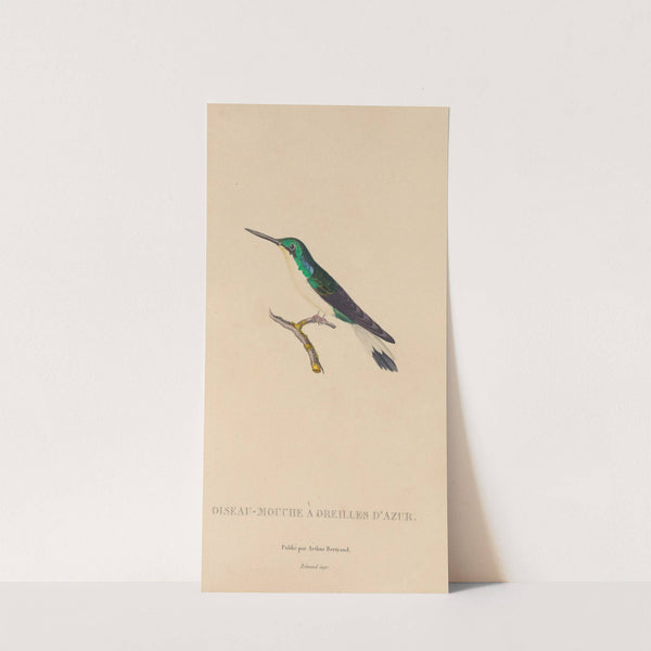 Histoire naturelle des oiseaux-mouches Pl.10 by René-Primevère Lesson