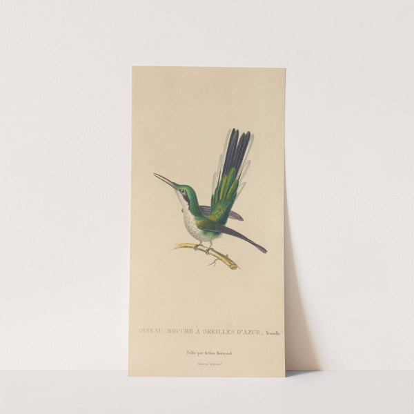 Histoire naturelle des oiseaux-mouches Pl.11 by René-Primevère Lesson