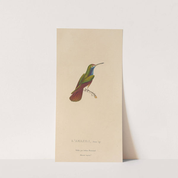 Histoire naturelle des oiseaux-mouches Pl.12 by René-Primevère Lesson