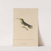 Histoire naturelle des oiseaux-mouches Pl.14 by René-Primevère Lesson